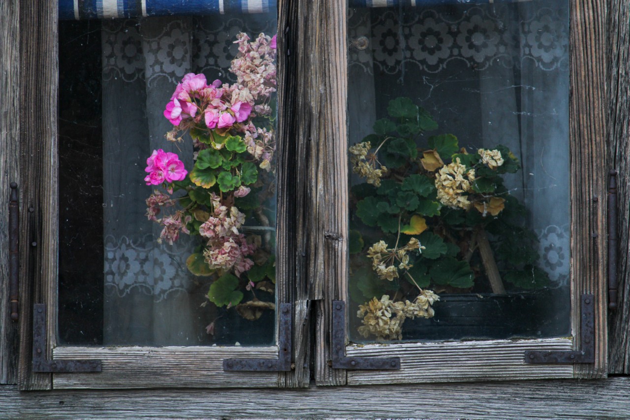krznaric zmaj1